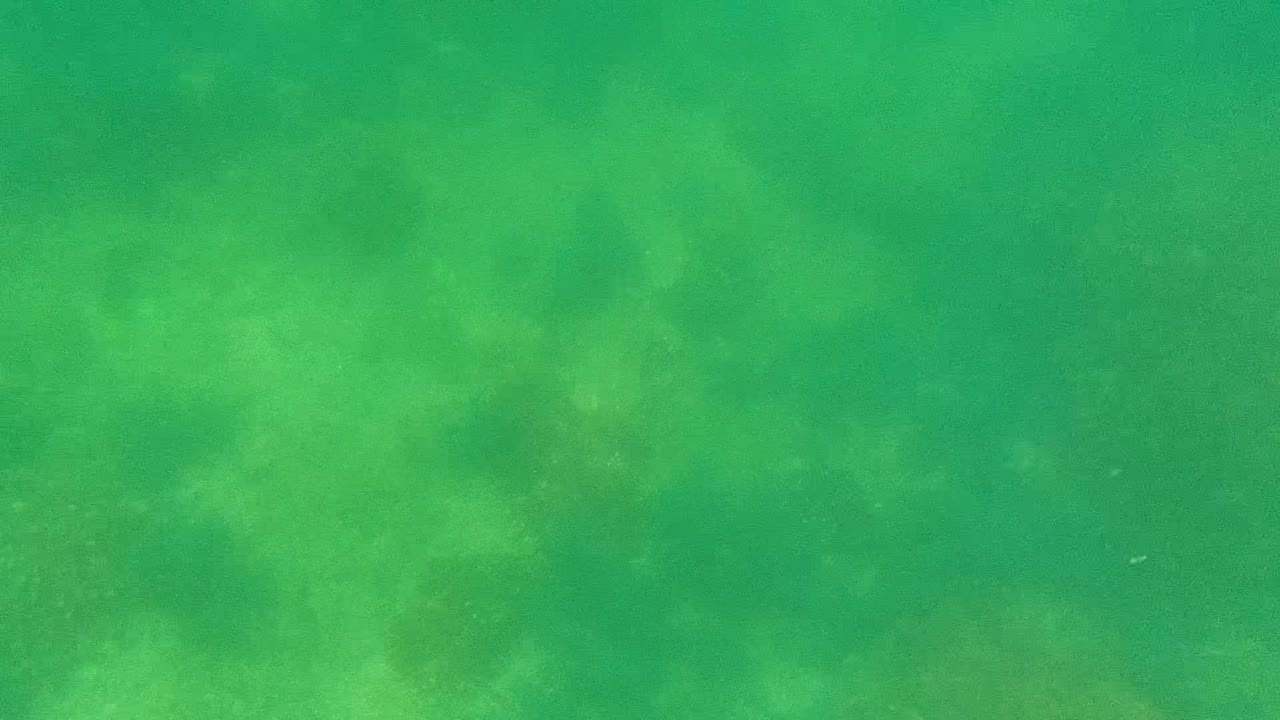 Small dark fish are visible against pale seabed patches beneath green shallow water in Cabo Pulmo, with no visible people.