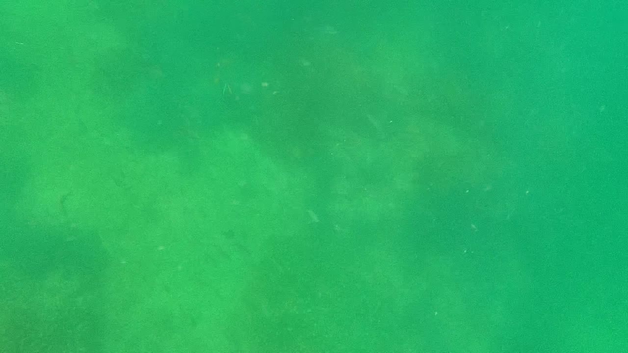 Green water over pale rocky seabed