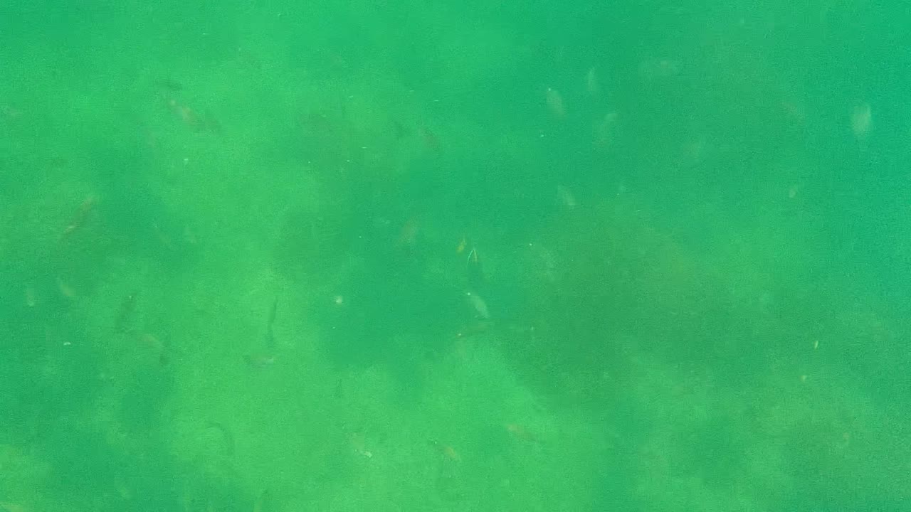 Green-tinted underwater view in Cabo Pulmo with subtle seabed shadows and no visible people in frame.