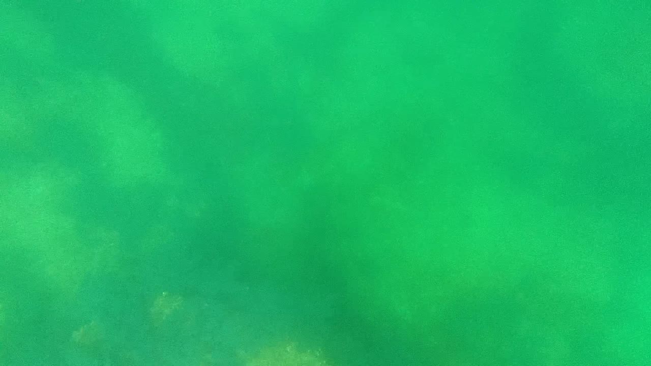 Mid-clip underwater frame from Cabo Pulmo, Mexico, showing a green water column with dim coral and vegetation forms spread across the lower portion, no visible people.