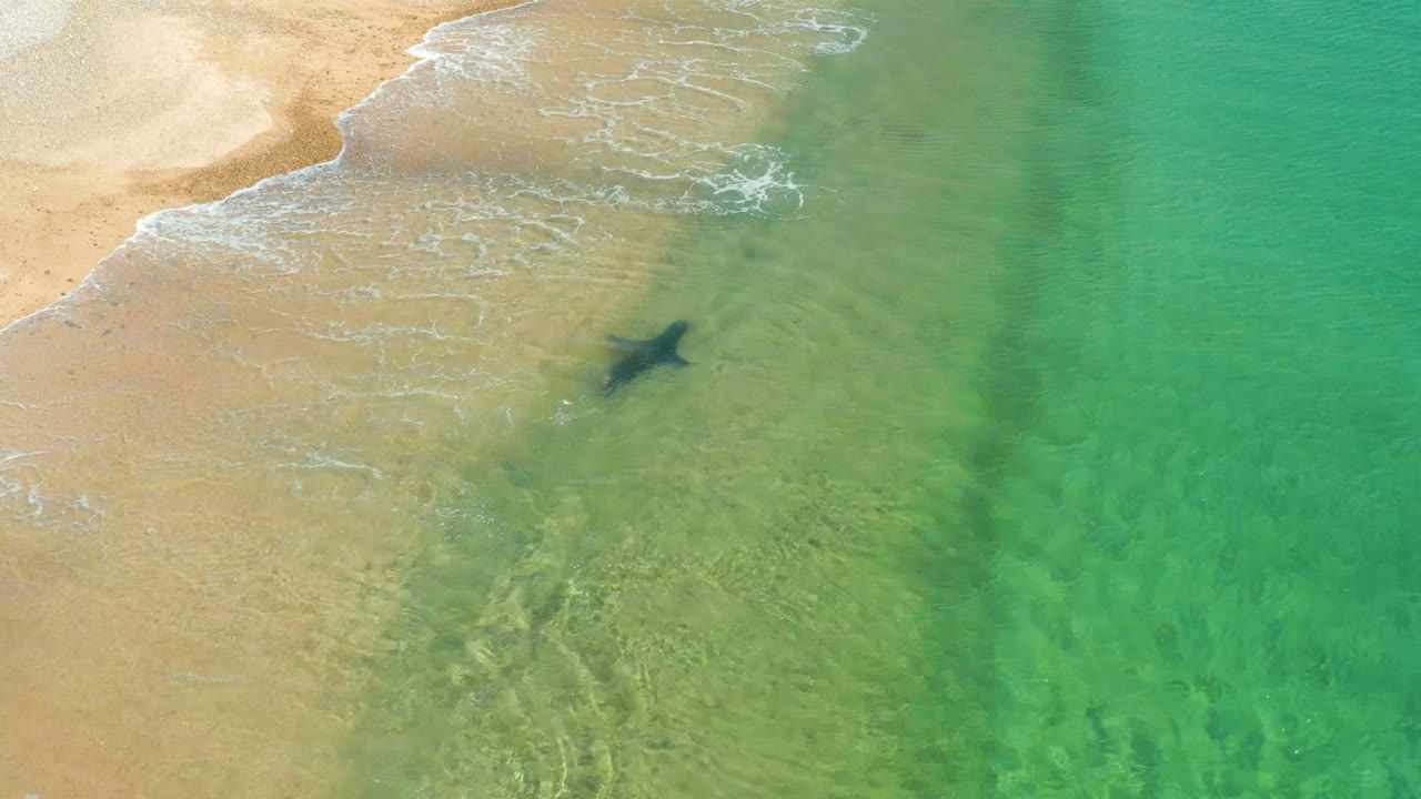 Overhead view of a shark silhouette in shallow turquoise water near tan sand at Los Frailes, Los Cabos, with thin surf lines and no visible people.