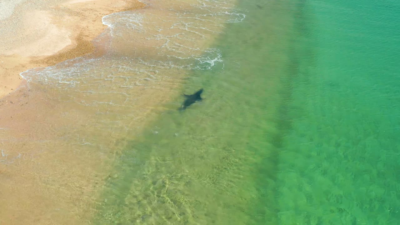 Shark swimming near the edge of wet sand and green water.