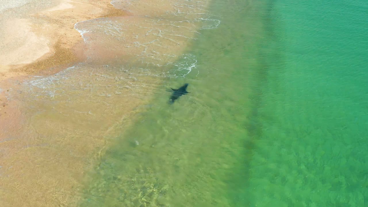 The shark appears slightly farther into clear green water off the sandy Los Frailes shoreline, with broken foam at the upper left and no visible people.