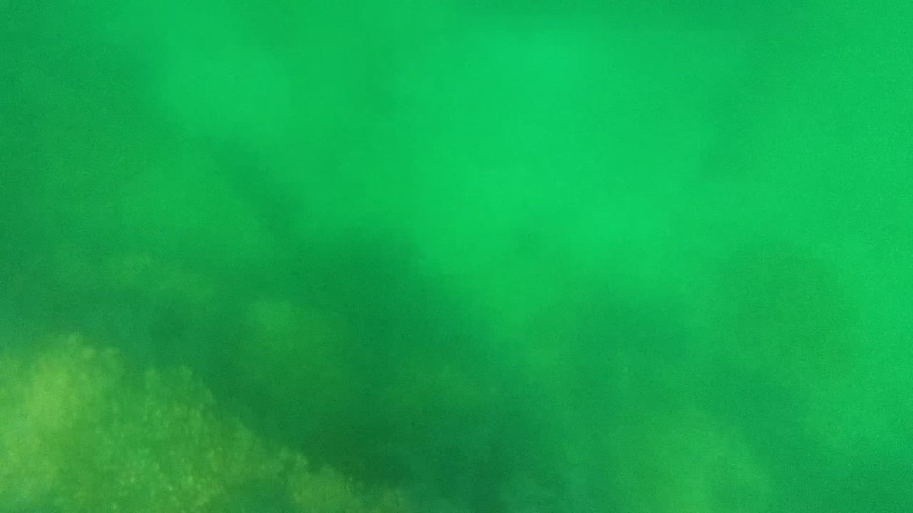 Murky green underwater frame from Cabo Pulmo with soft algae-covered bottom detail near the left edge and no visible people.