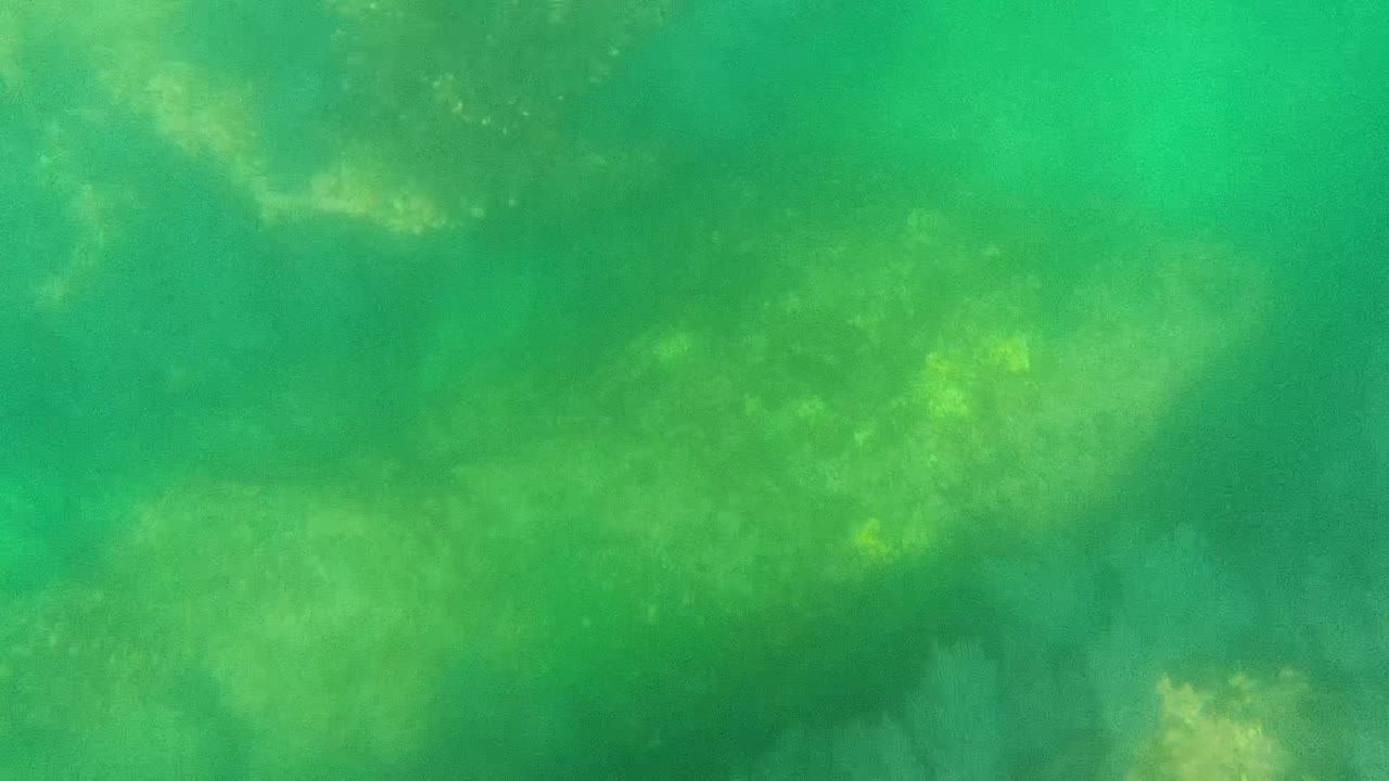 Green underwater frame from Cabo Pulmo showing pale coral patches and darker rock shapes across the seabed, with no visible people.
