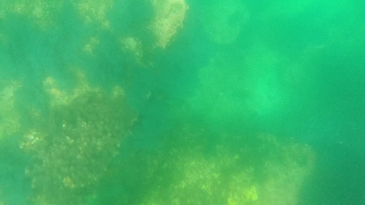 Underwater Cabo Pulmo frame with pale reef-like patches and darker submerged rock areas spread across the ocean floor, with no visible people.