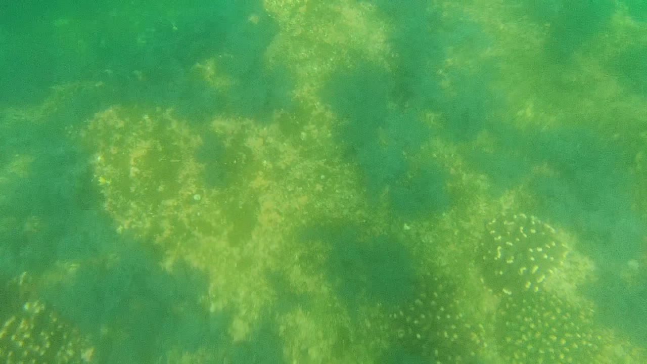 Downward underwater frame in Cabo Pulmo showing green water over coral and algae patches with small white-spotted fish near the lower left, no visible people.