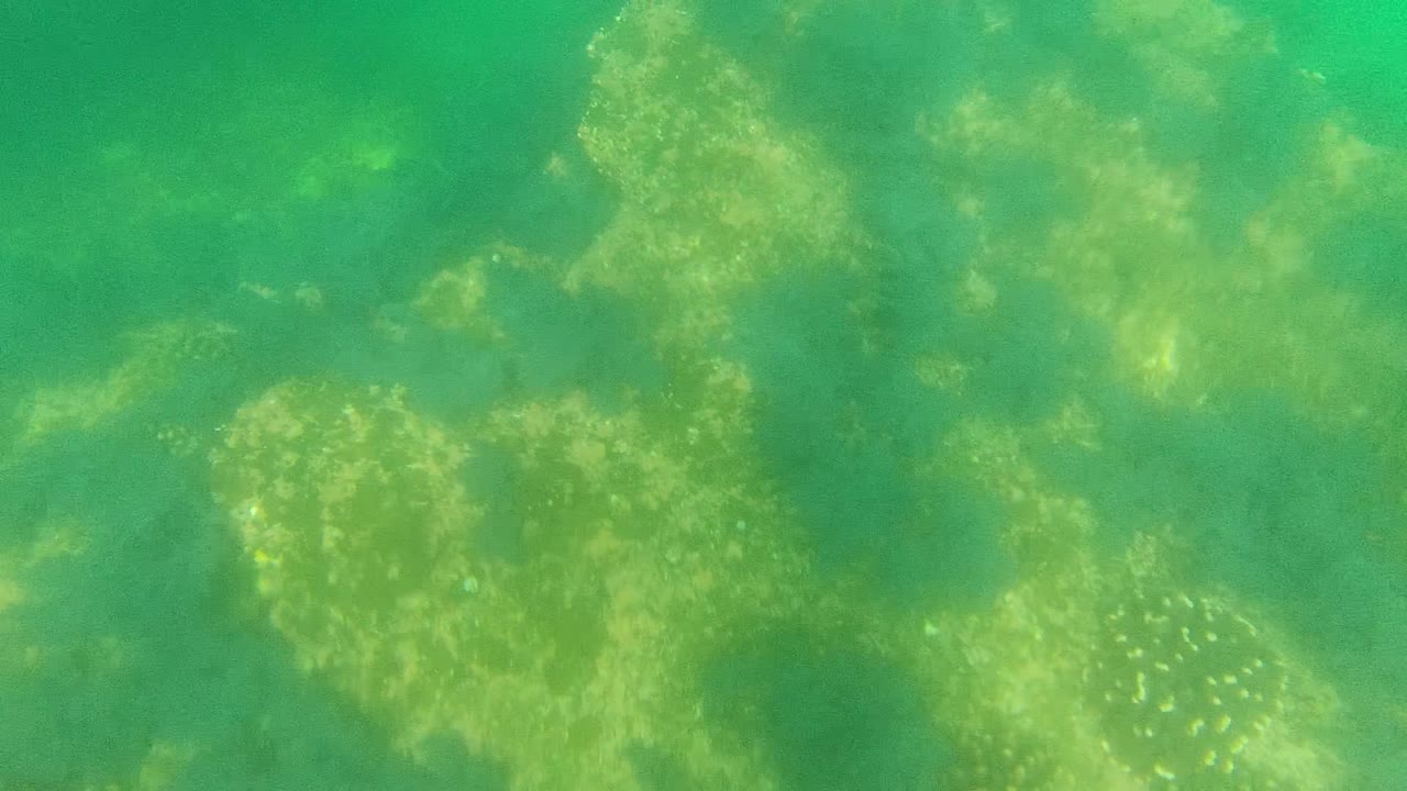 Coral seabed seen through green water with spotted fish near the bottom.