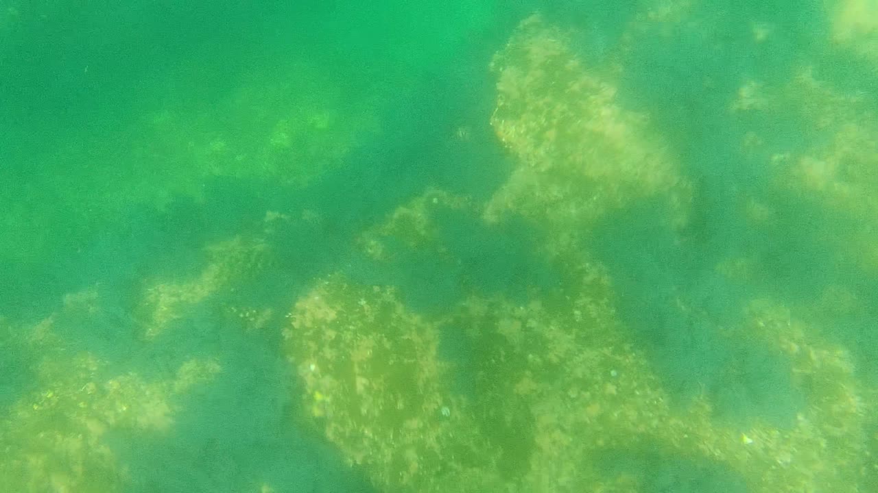 Cabo Pulmo underwater view with reef patches spread across the frame and small white-spotted fish visible near the lower center, no visible people.