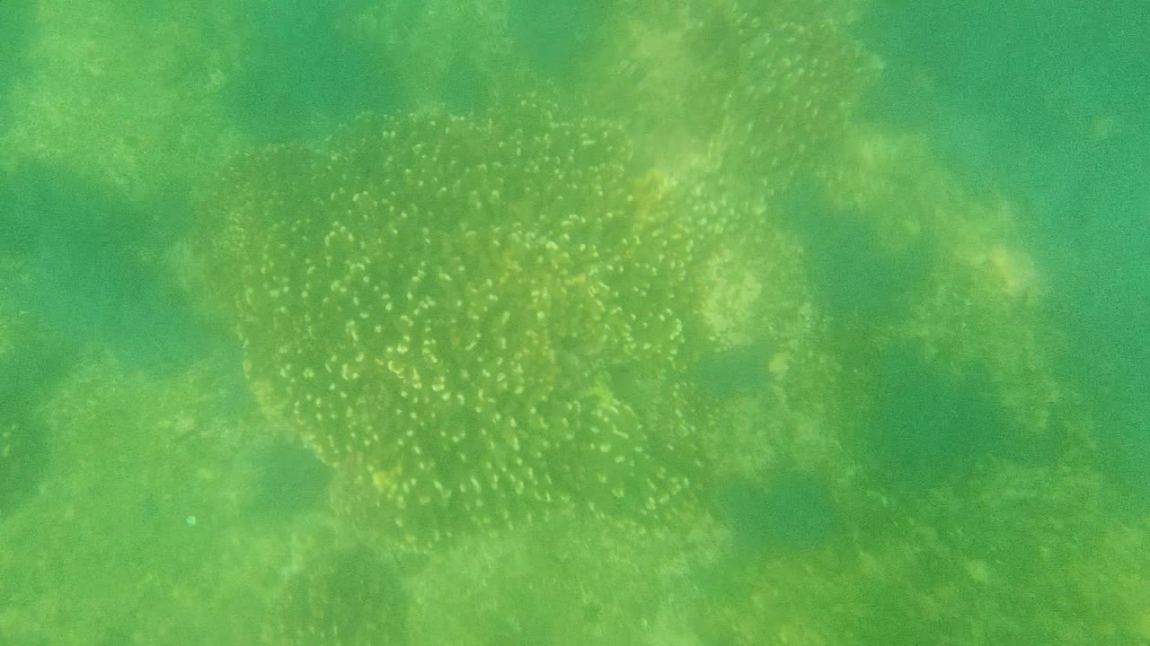 At 0:00, a loose school of small pale fish fills the left and center of green clear water in Cabo Pulmo, Mexico, with darker underwater patches below and no visible people.