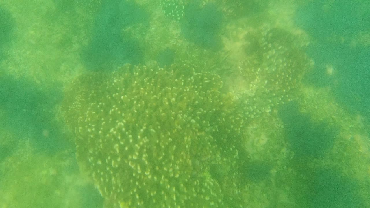 Dense group of small fish spreads across green underwater terrain.
