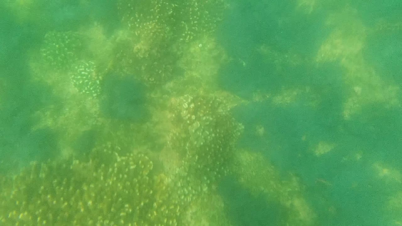 At 0:02, several clusters of small fish are visible across the upper and right areas of green water in Cabo Pulmo, Mexico, with algae-like patches below and no visible people.