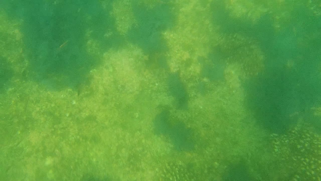 Green-tinted underwater view of the Cabo Pulmo seabed with algae patches, aquatic plants, a few faint small fish, and no visible people.