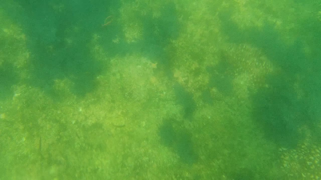 Underwater algae beds with small fish over the ocean floor