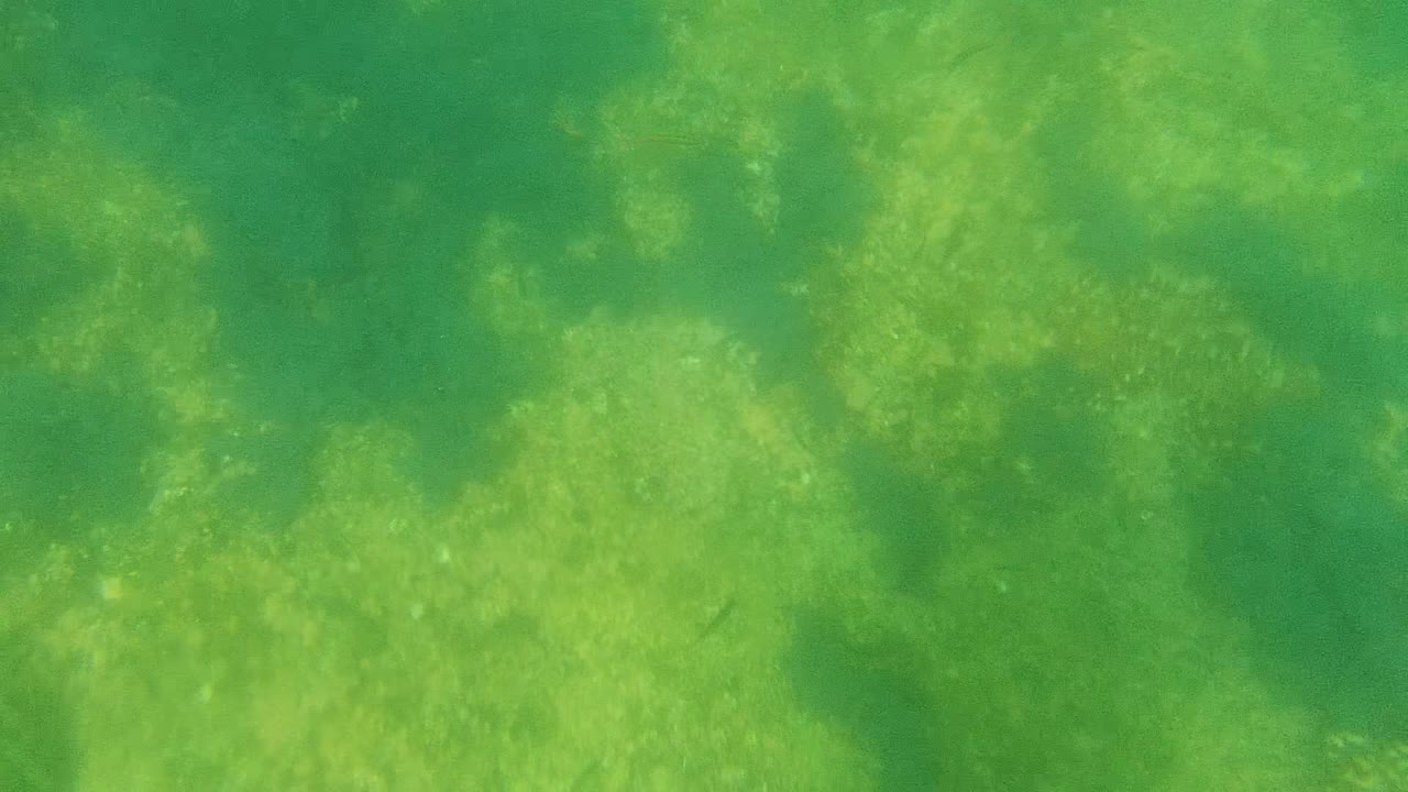 The frame looks down through clear green water at Cabo Pulmo seabed vegetation, with scattered small fish crossing over lighter algae patches and no visible people.