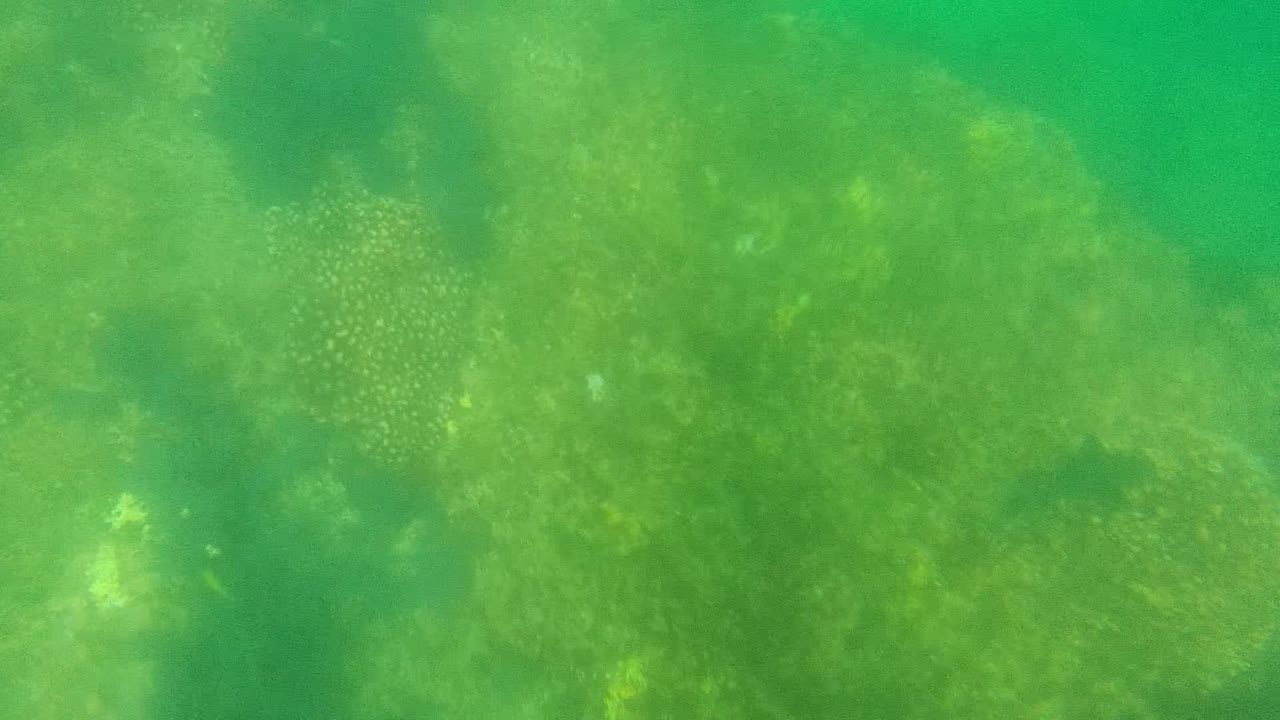 Green underwater view in Cabo Pulmo with faint small fish clusters spread across murky water and no visible people.