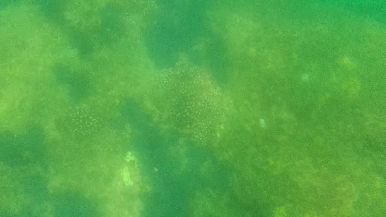 Small fish specks in green murky water