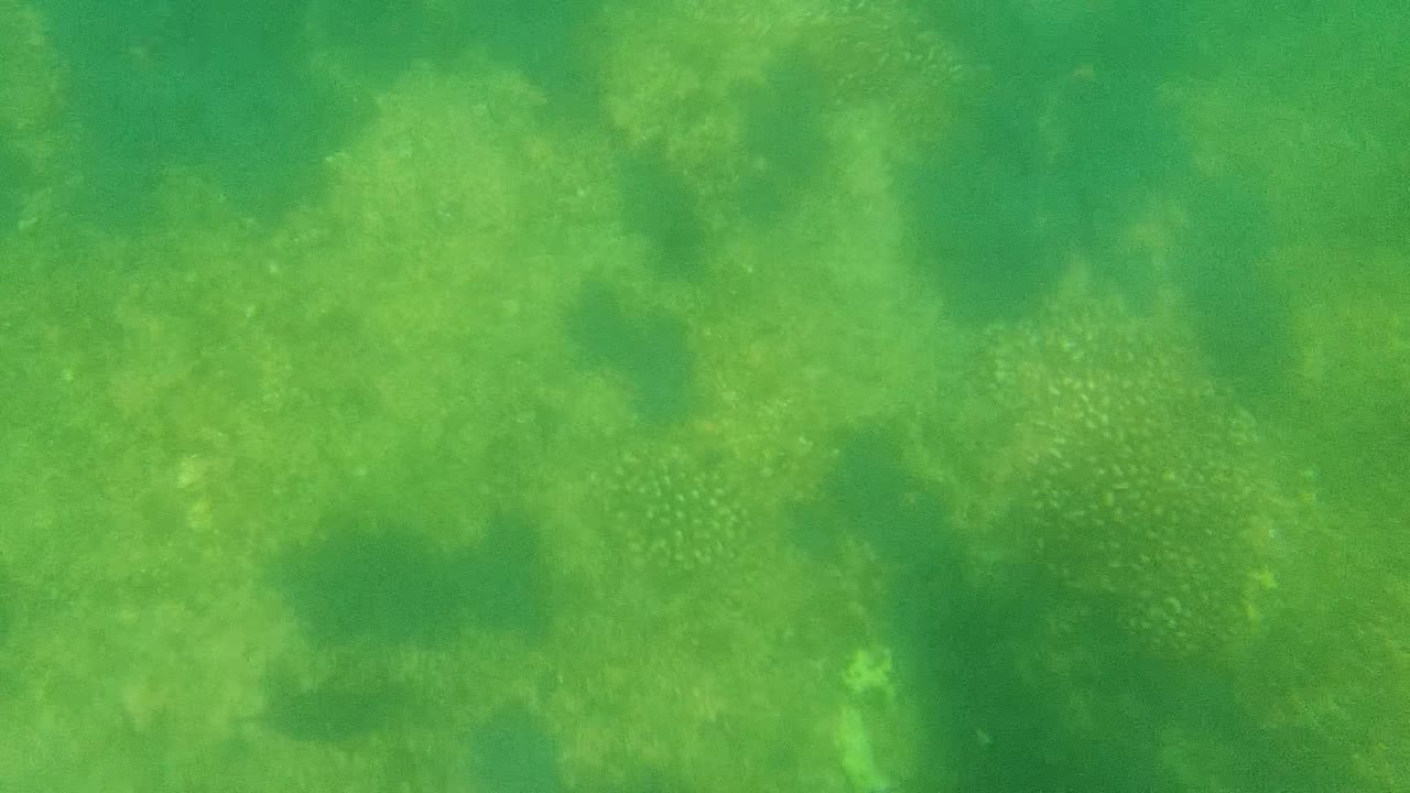 Diffuse green water fills the Cabo Pulmo frame with scattered tiny fish groups and no visible people.