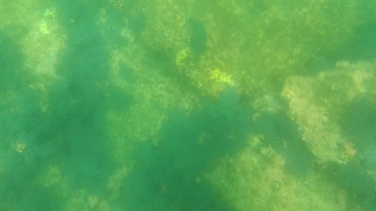 Opening underwater view of algae-covered seabed rocks in Cabo Pulmo, Baja California Sur, with green water and no visible people.