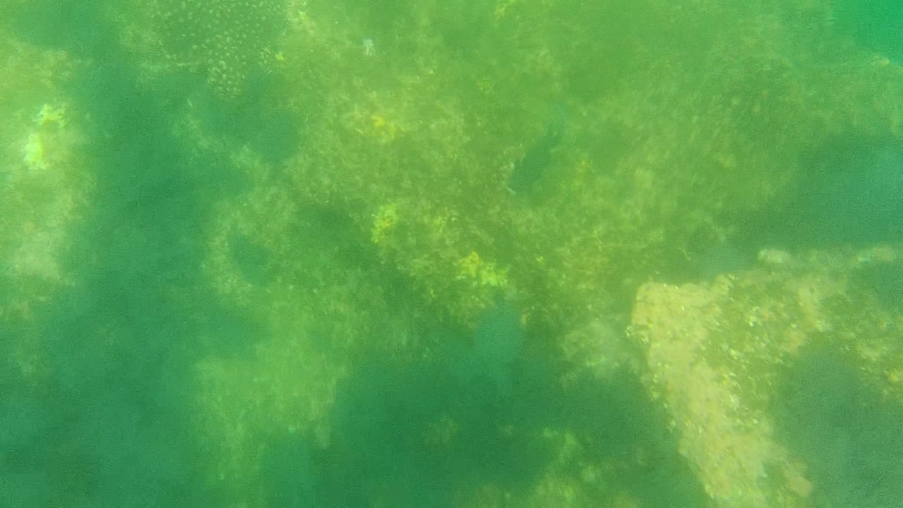 Mottled seabed rocks beneath green water