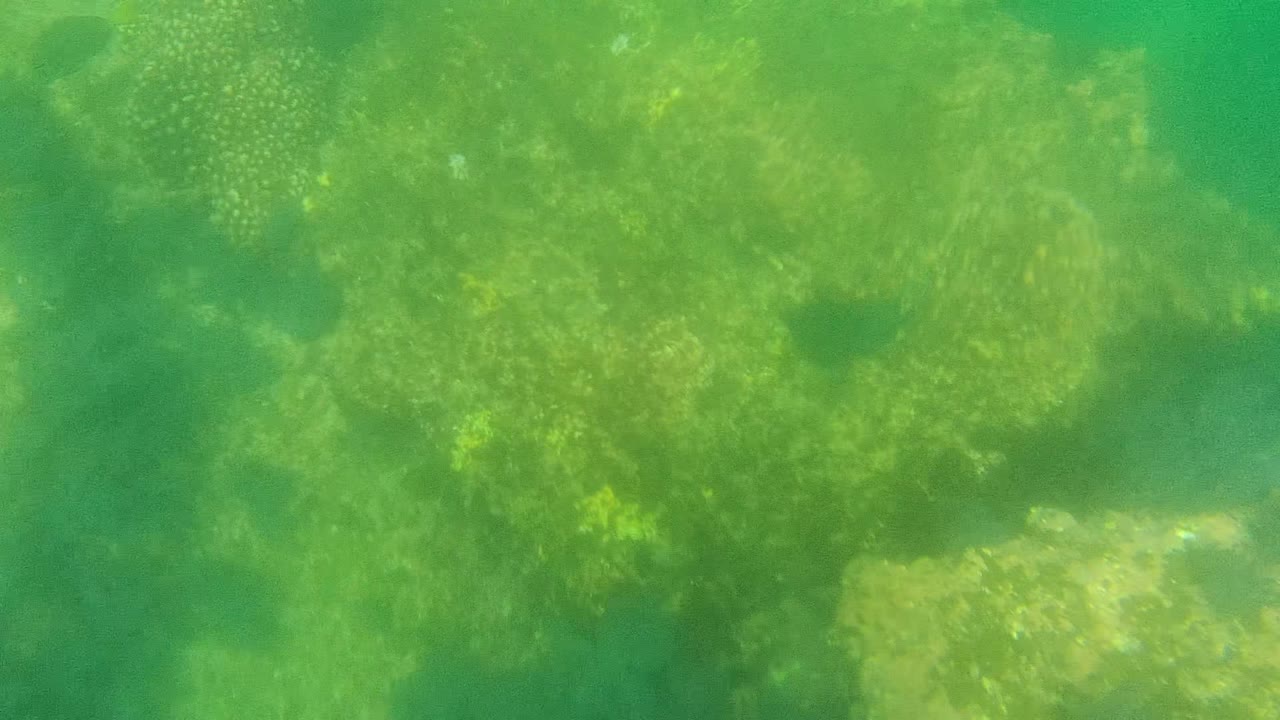 Close underwater view of a broader algae-covered rock ledge in Cabo Pulmo, Baja California Sur, with murky green water and no visible people.