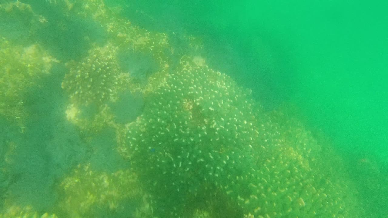 At 0:00, coral and algae formations sit beneath green water in Cabo Pulmo, Baja California Sur, with soft filtered light and no visible people.
