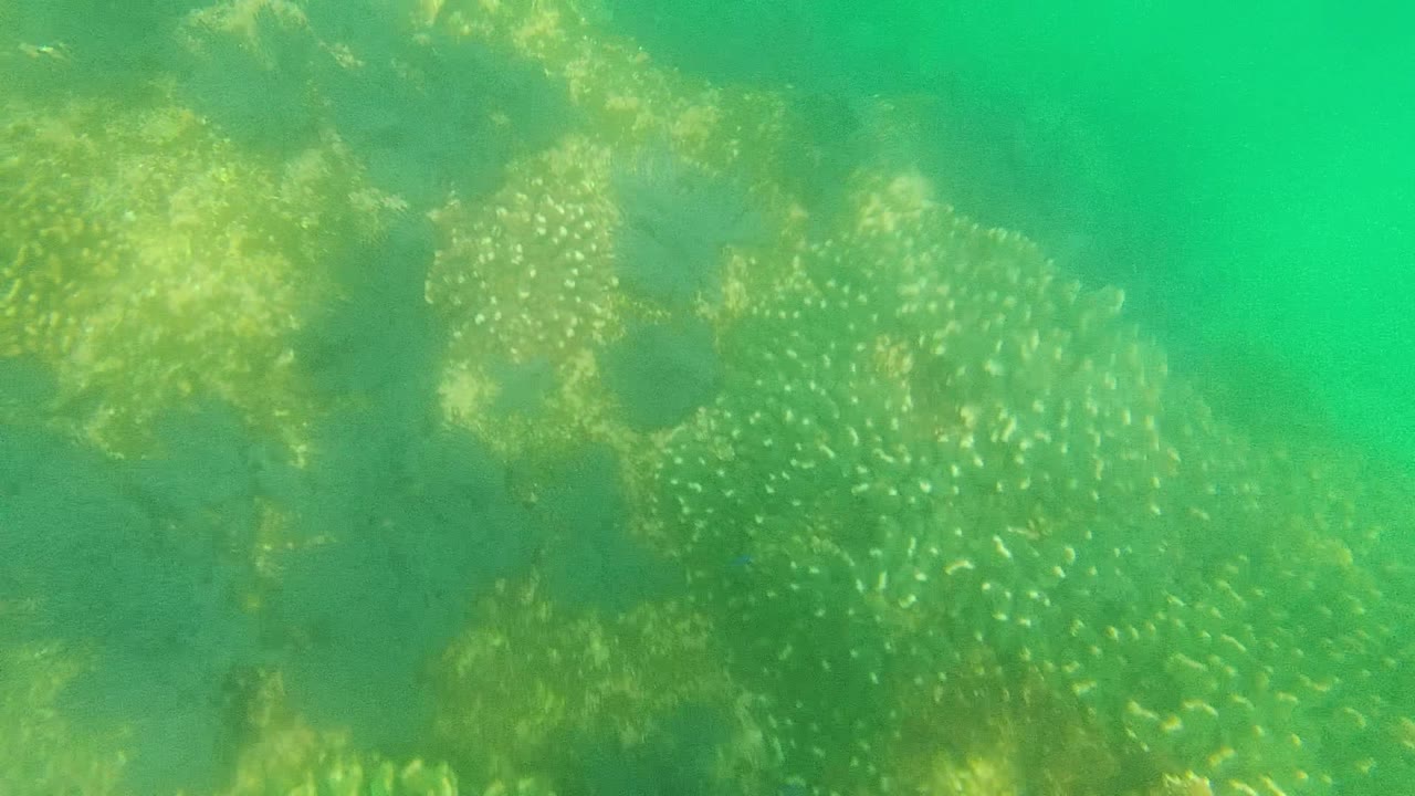 Underwater coral and algae seen through green water haze.