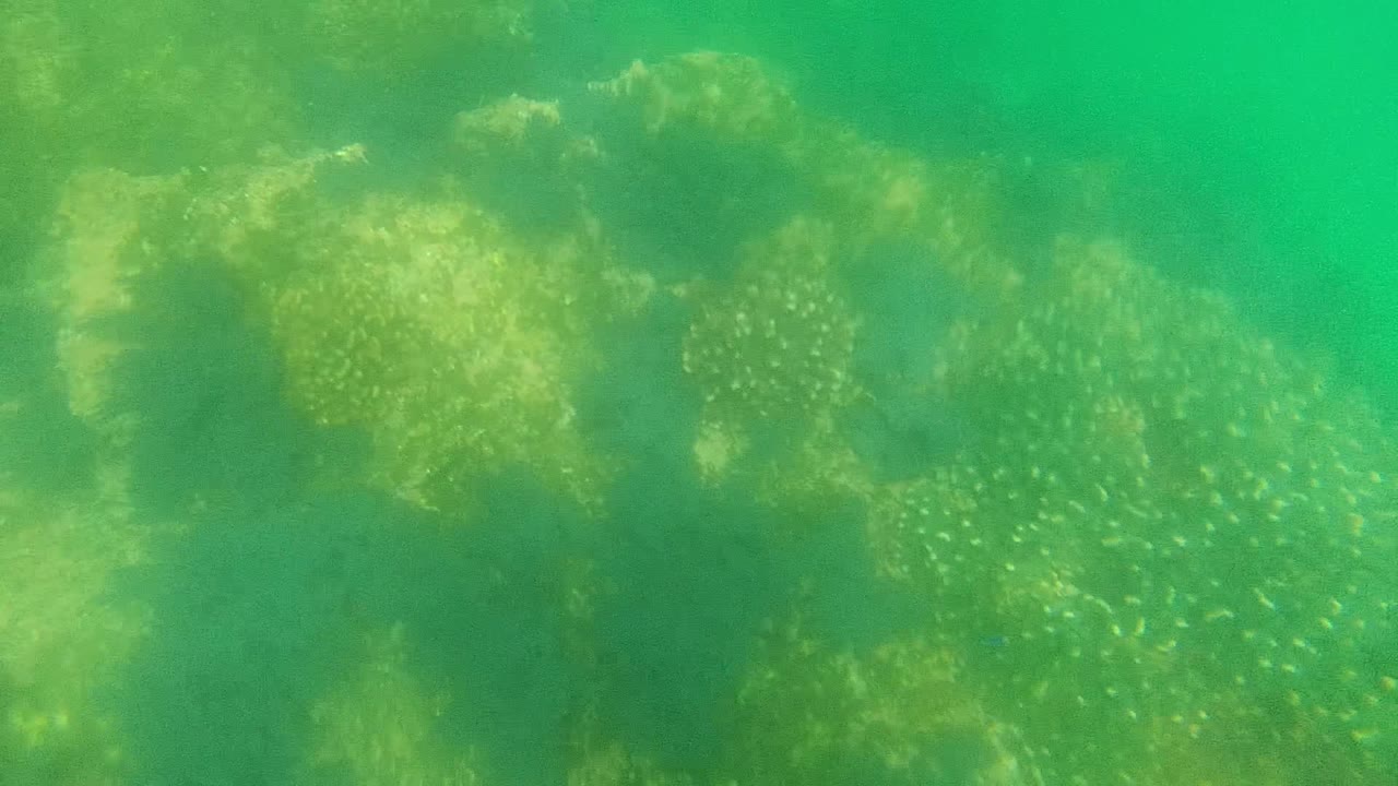 At 0:02, coral clusters appear along the lower half of the frame in Cabo Pulmo, with algae and diffuse green light above them and no visible people.