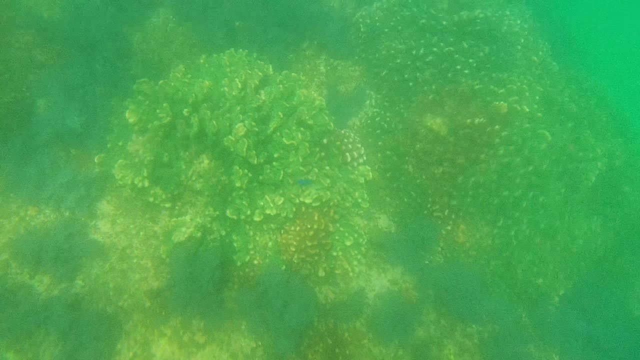 Green underwater view of coral reef growth in Cabo Pulmo with hazy water, filtered light, tiny blue fish near the right side, and no visible people.