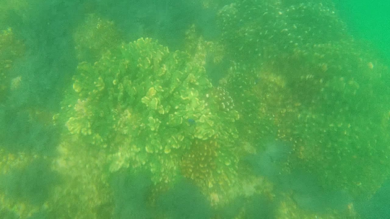 Coral reef clusters seen through green water