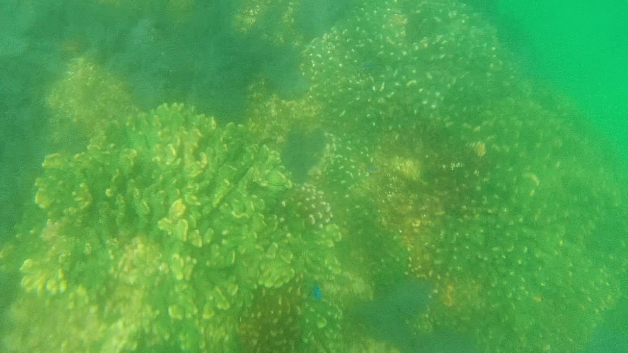 A close view of rounded coral forms in Cabo Pulmo shows yellow-green reef growth, small blue fish near the coral, and no visible people.
