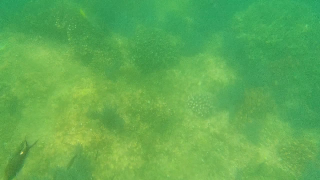 Opening frame of the Cabo Pulmo underwater reef, with green water over coral patches, sandy bottom, small fish at the left edge, and no visible people.