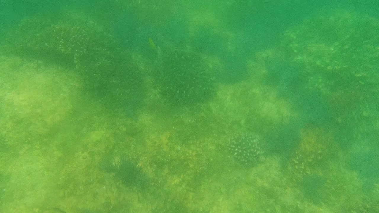 Coral and rocks beneath green water with a fish near the left side.