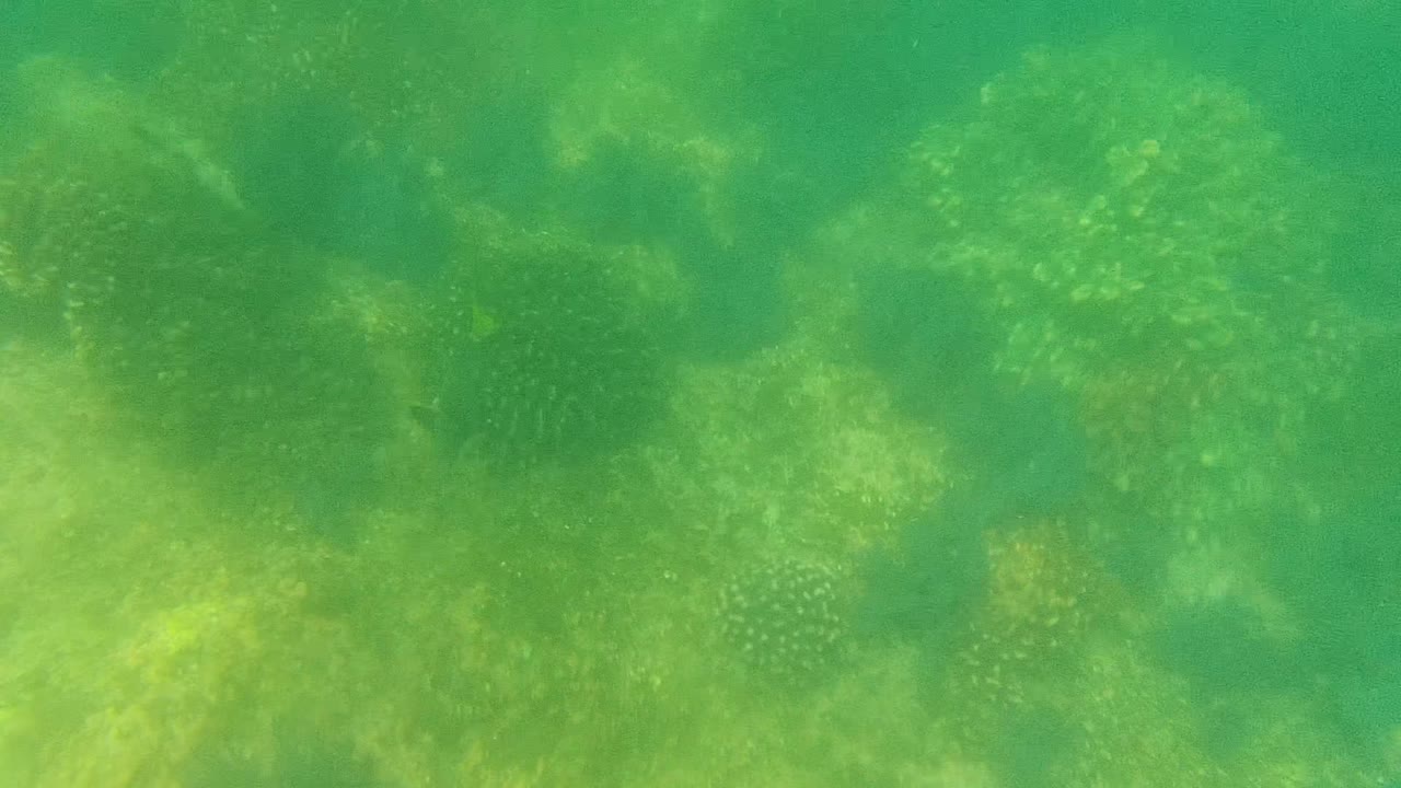 Mid-clip underwater view in Cabo Pulmo, with mottled coral and sandy patches visible through green water and no visible people.