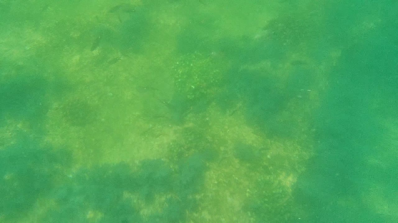 Opening frame of the Cabo Pulmo underwater clip showing a green seagrass and algae seabed with faint small fish in the water and no visible people.