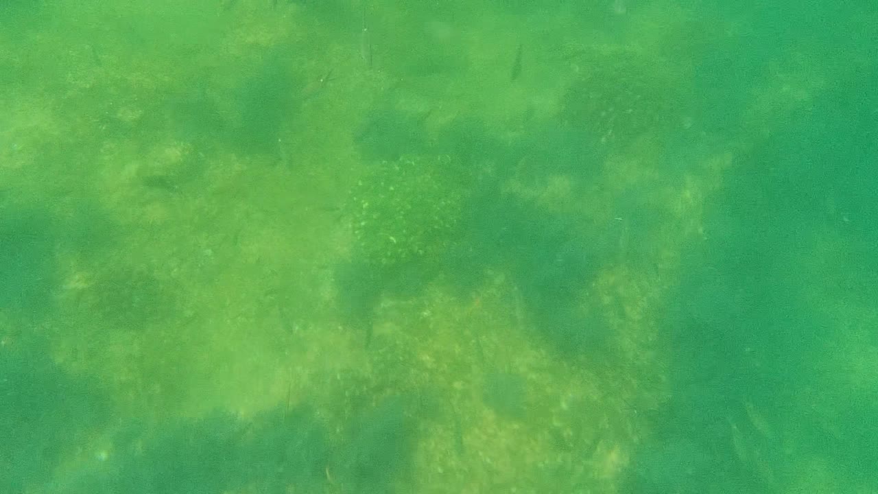 Underwater green seabed with scattered small fish above algae.