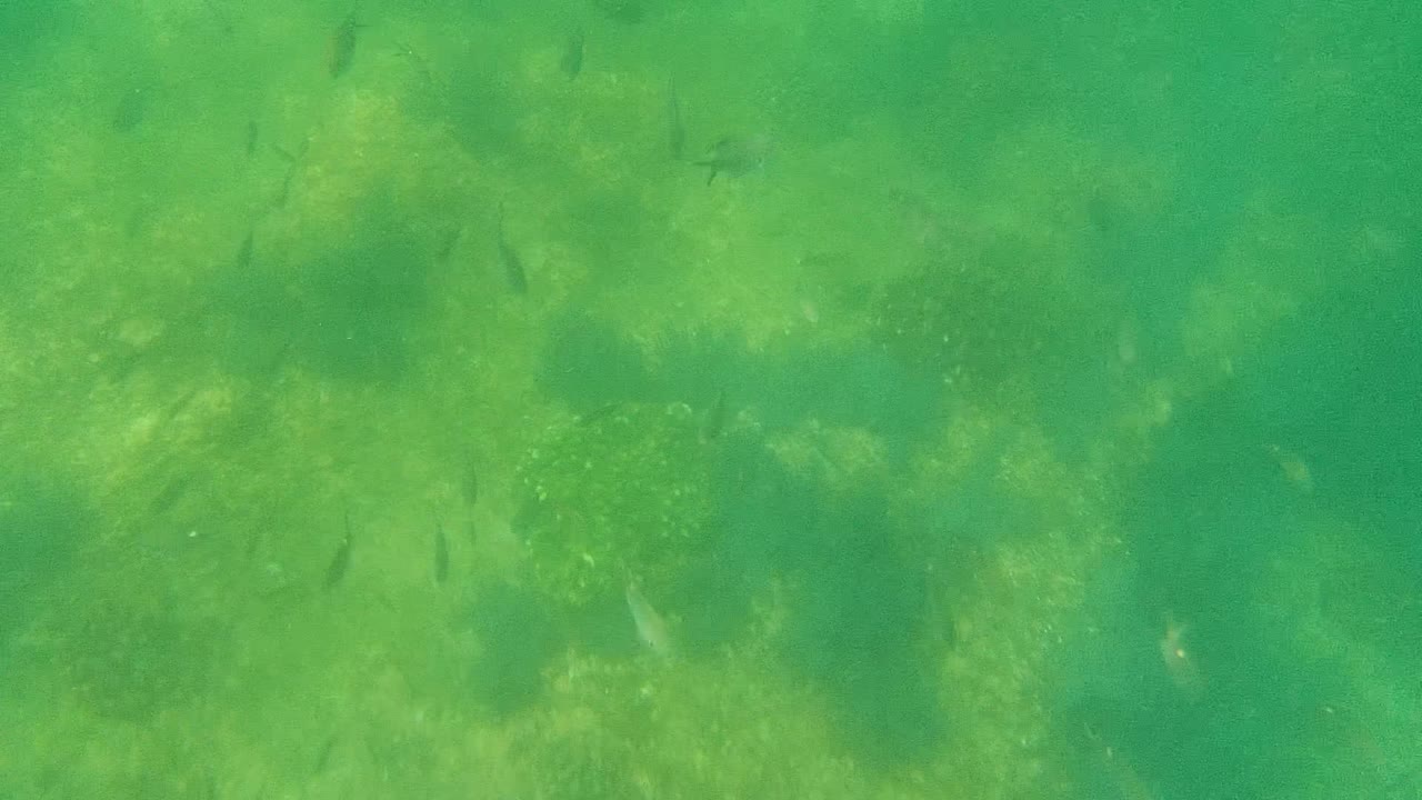 Mid-clip underwater view in Cabo Pulmo with several small fish crossing above a mottled green seabed of algae and seagrass, with no visible people.
