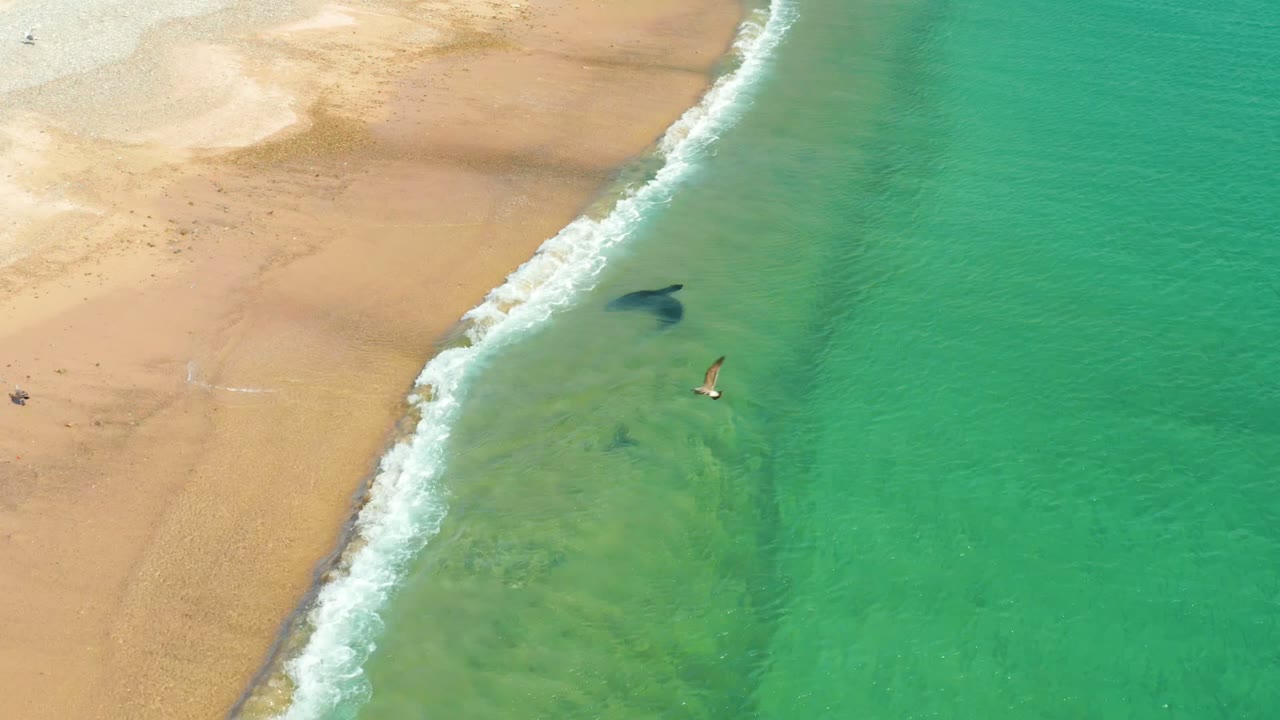 Aerial shoreline view with a swimmer in shallow turquoise water and surf along the sand.