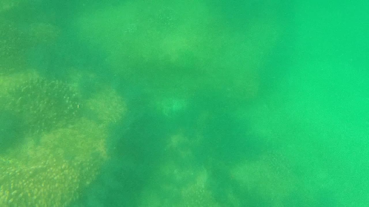 Green-tinted underwater view in Cabo Pulmo with faint reef vegetation and soft seabed texture visible below, no visible people.