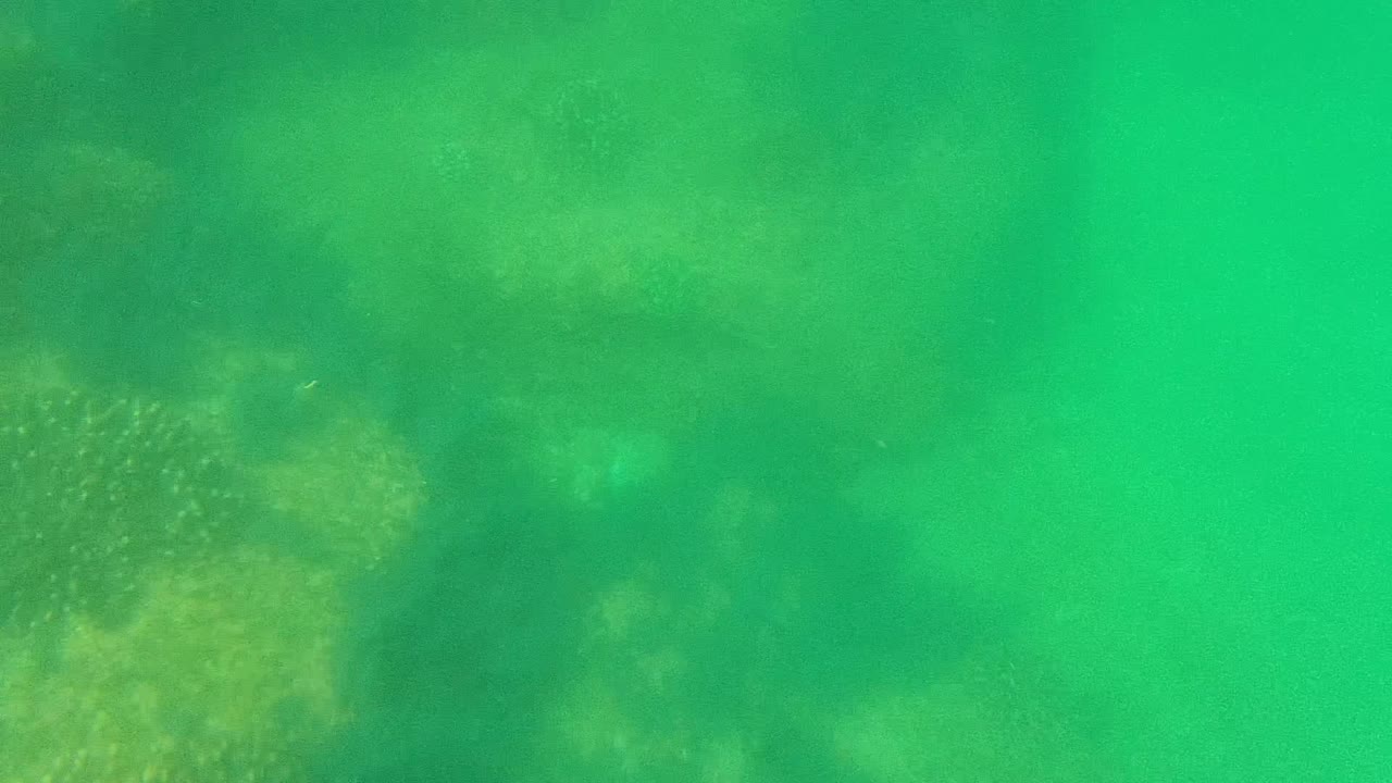 Underwater green water over patchy marine plants