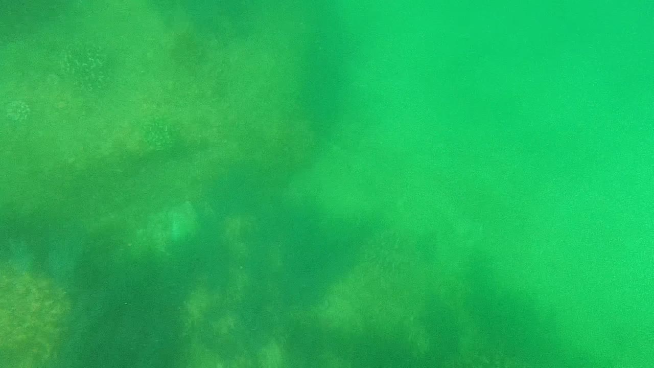 Muted reef texture sits under a broad green water layer in Cabo Pulmo, with the visible vegetation softened by haze and no visible people.
