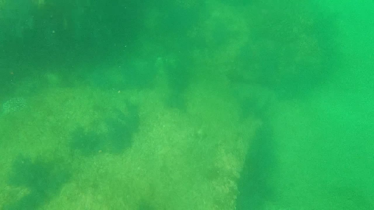 Green underwater view over pale coral and darker reef patches in Cabo Pulmo, Baja California Sur, Mexico, with no visible people.