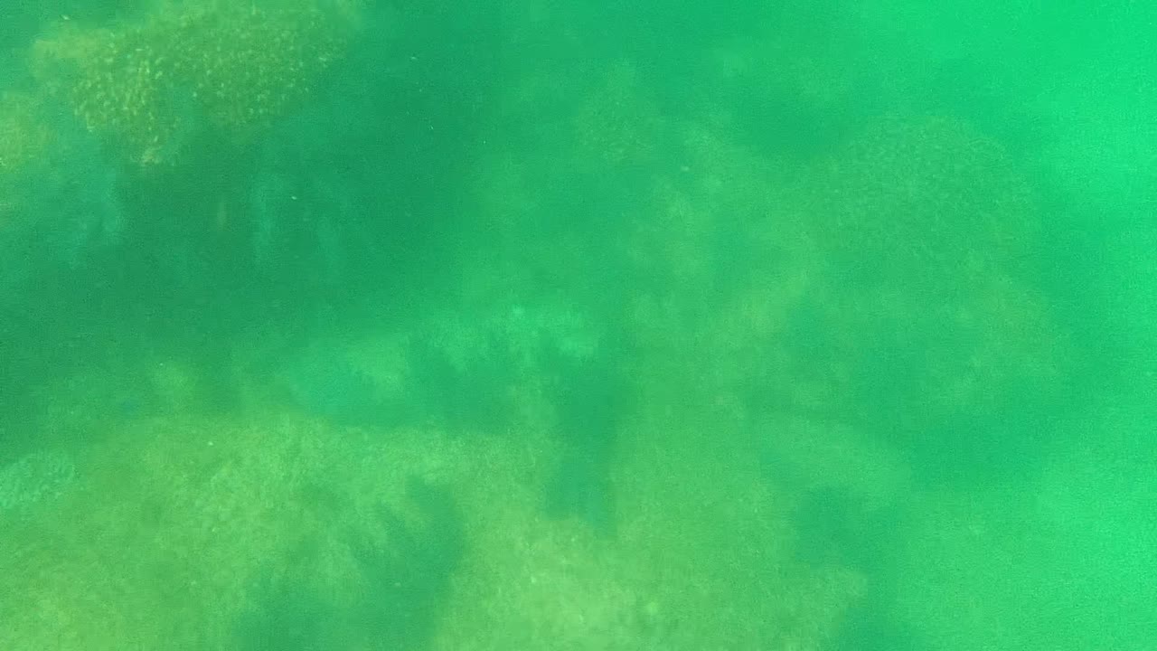 Muted green water over coral and reef bottom.