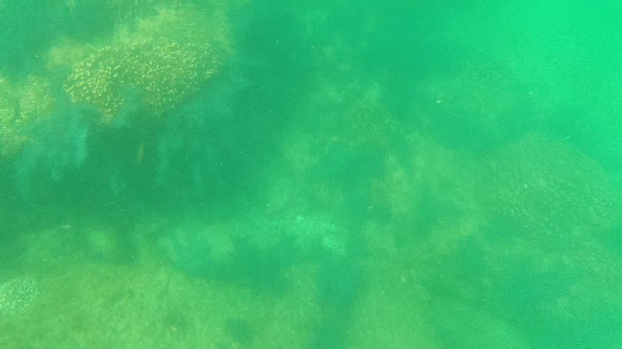 A broader patch of coral sits below green ocean water in Cabo Pulmo, with darker reef areas around it and no visible people.