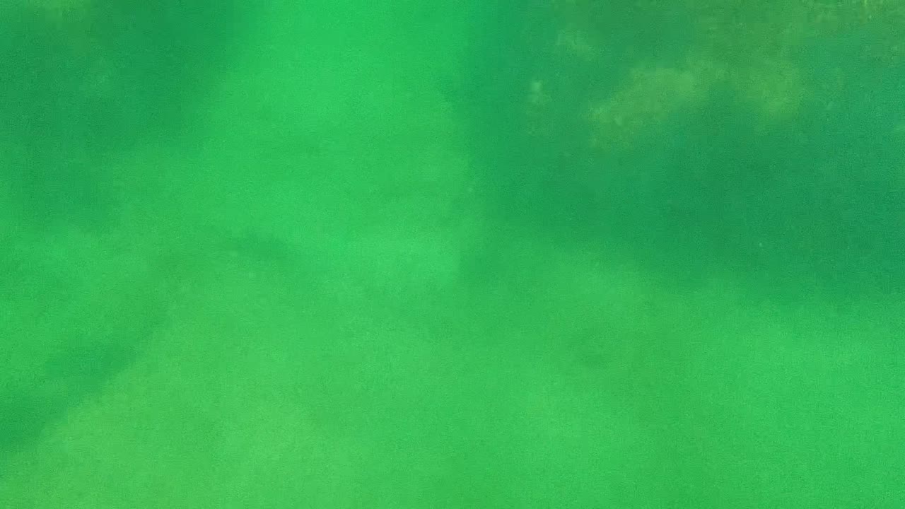 Green underwater view in Cabo Pulmo showing a sandy seabed with darker algae-covered forms near the top of frame and no visible people.