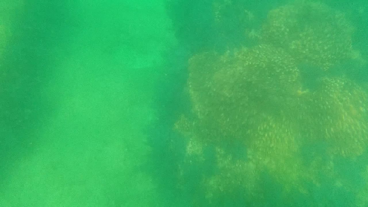 Underwater Cabo Pulmo view with a sandy floor, uneven algae patches, darker dock-piling shadows, and no visible people.