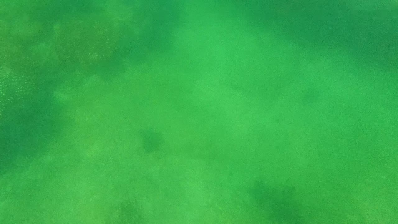Opening frame looking down into green shallow water over soft coral and seagrass patches in Cabo Pulmo, Mexico, with no visible people.