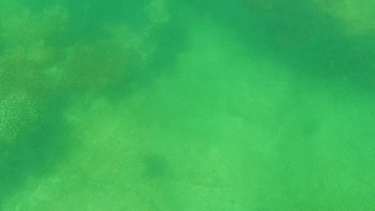 Underwater coral shapes beneath green-tinted water.