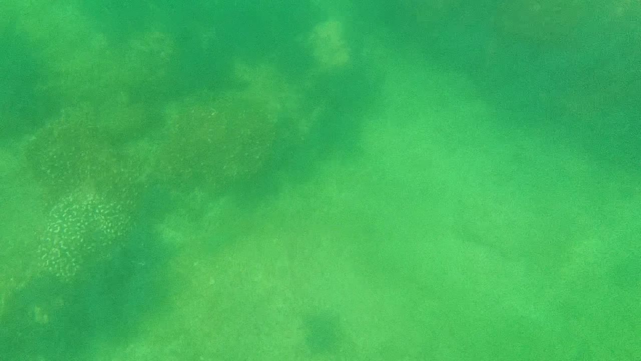 A later frame shows pale reef patches and seagrass-like vegetation under shallow green water in Cabo Pulmo, Mexico, with no visible people.