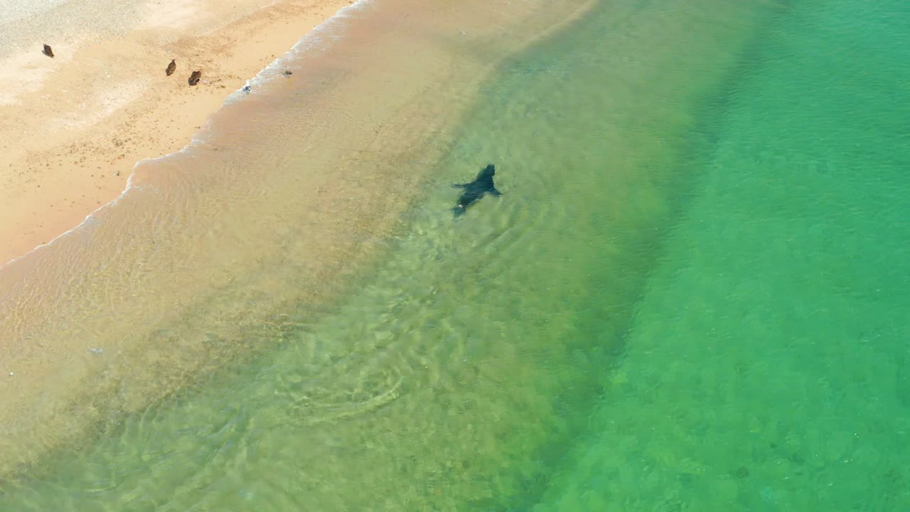 Aerial view in Los Frailes, Baja California Sur, showing a dark shark shape in clear shallow water near pale sand, with tiny shore figures and birds visible near the top of frame.